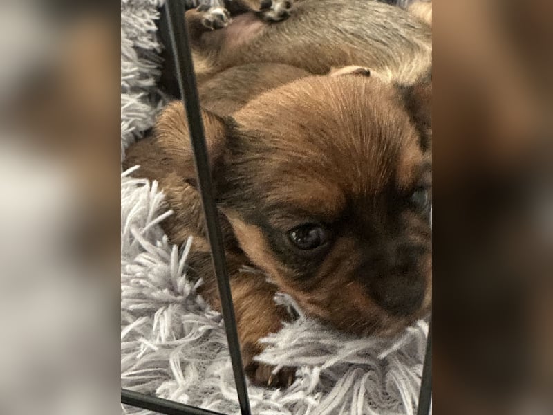 3 Zuckersüße Chorkie Welpen