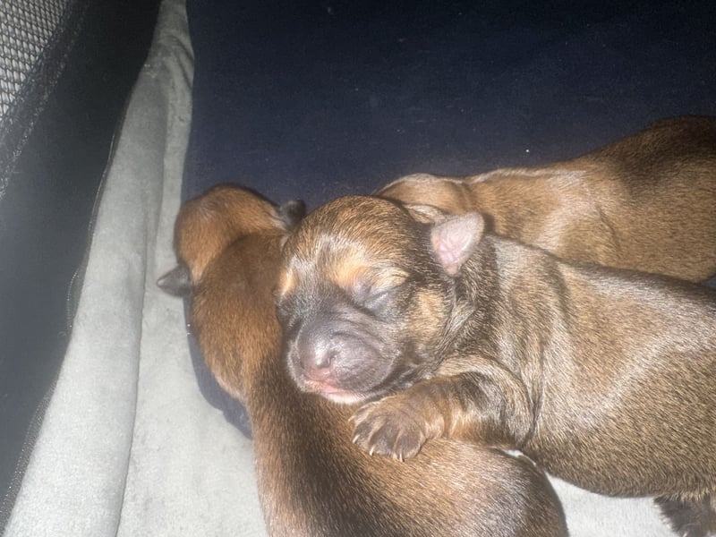 3 Zuckersüße Chorkie Welpen