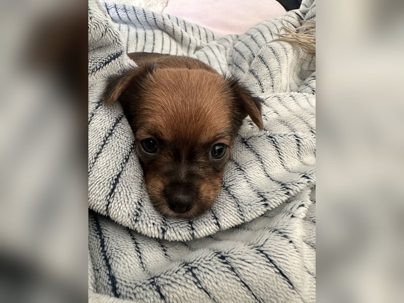 3 Zuckersüße Chorkie Welpen