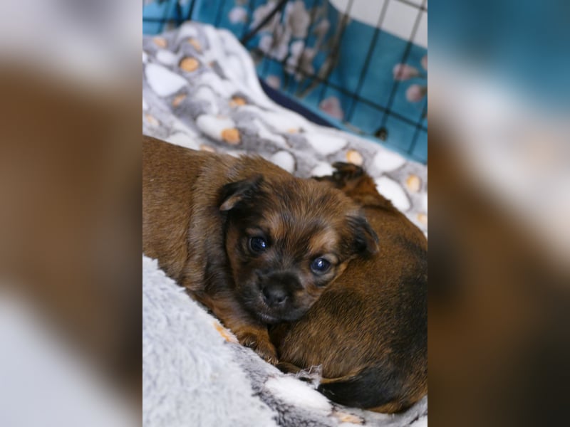 3 Zuckersüße Chorkie Welpen