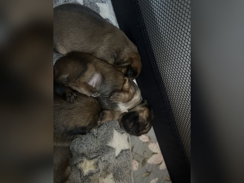 3 Zuckersüße Chorkie Welpen