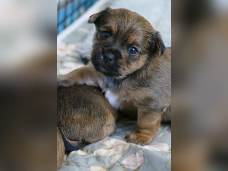 3 Zuckersüße Chorkie Welpen
