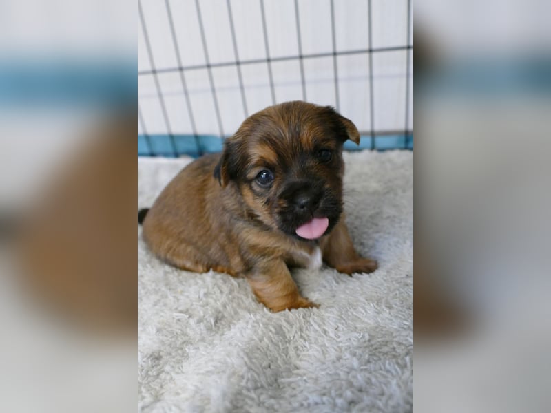 3 Zuckersüße Chorkie Welpen