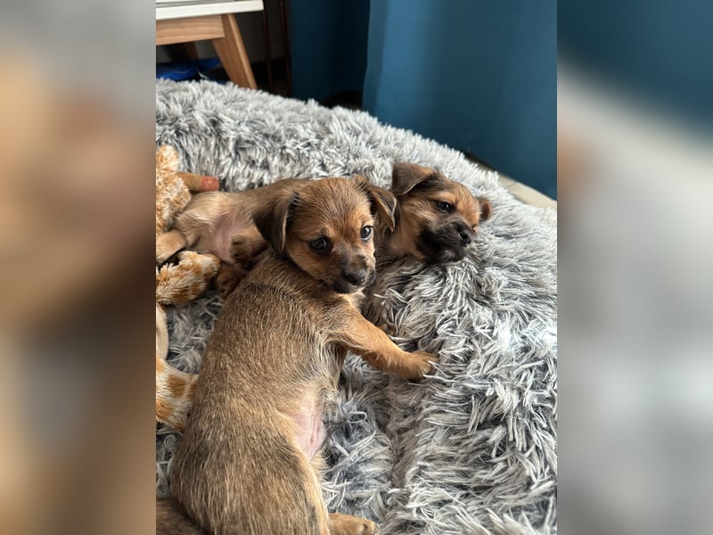 3 Zuckersüße Chorkie Welpen