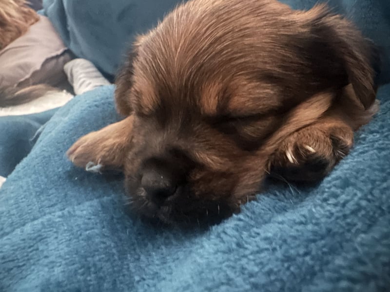 3 Zuckersüße Chorkie Welpen