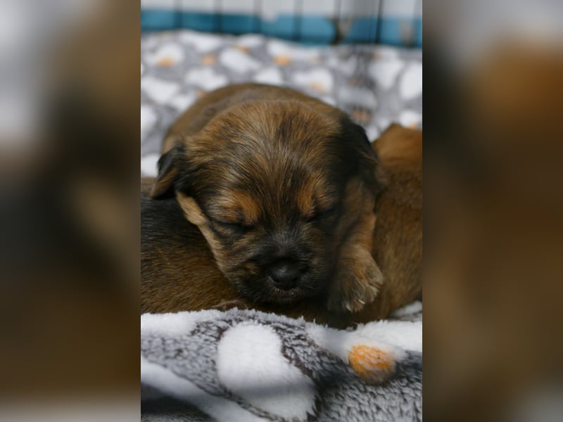 3 Zuckersüße Chorkie Welpen