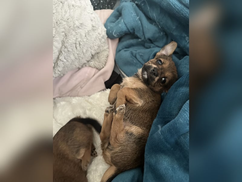 3 Zuckersüße Chorkie Welpen