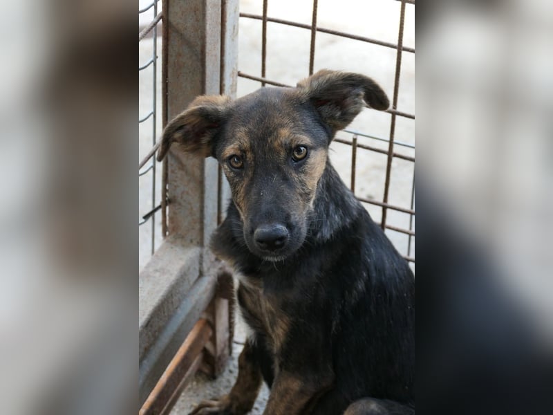 Ibiza - zauberhafter Jungrüde möchte endlich aus dem Tierheim ausziehen