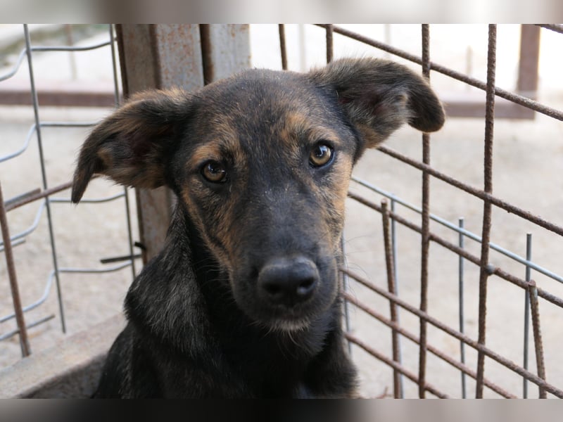 Ibiza - zauberhafter Jungrüde möchte endlich aus dem Tierheim ausziehen