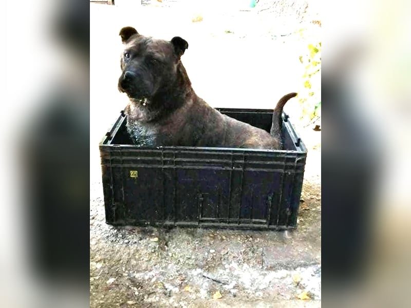 Szimba, kräftiger Bursche sucht ein stilles Plätzchen