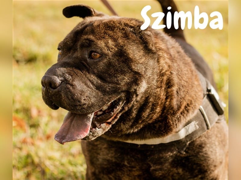 Szimba, kräftiger Bursche sucht ein stilles Plätzchen