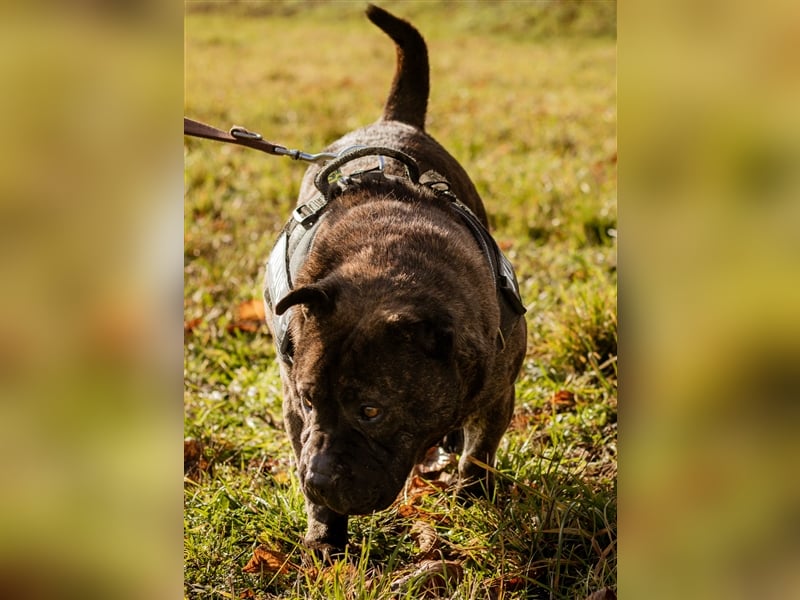 Szimba, kräftiger Bursche sucht ein stilles Plätzchen