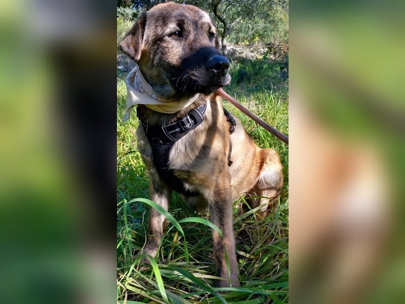 Winnie wartet auf seine Menschen