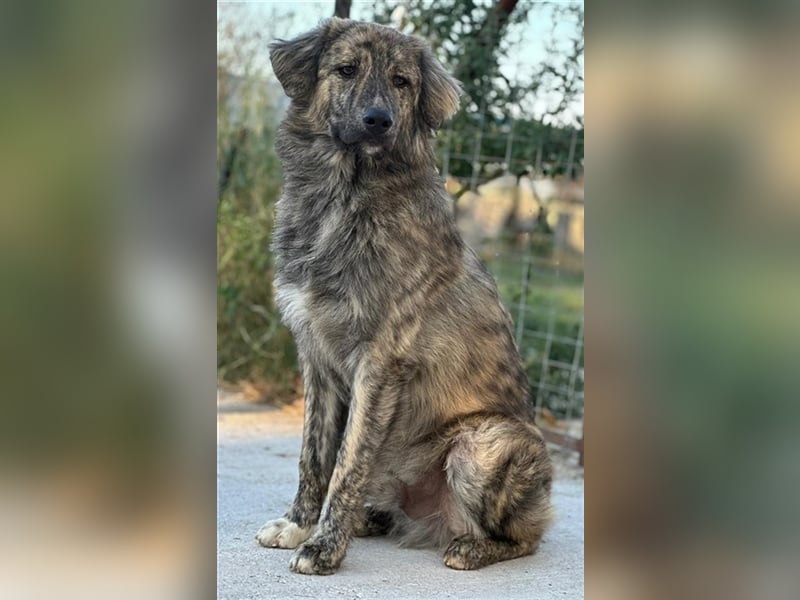 Pesto, geb. ca. 12/2021, lebt in GRIECHENLAND, im städt. Tierheim Serres