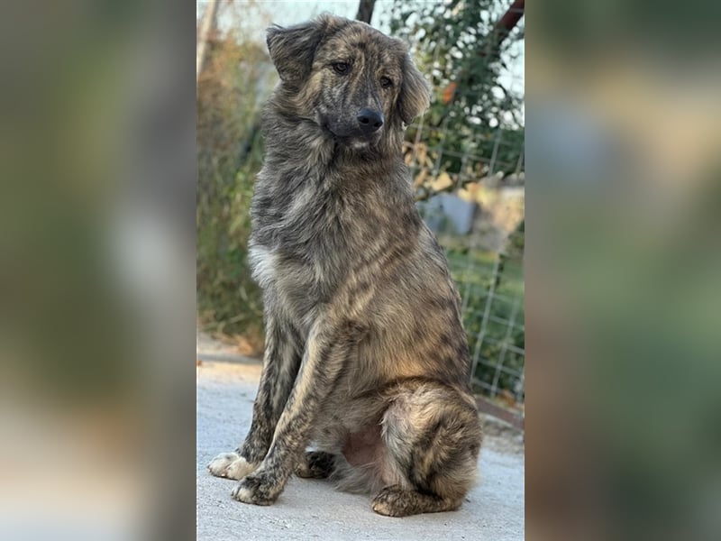 Pesto, geb. ca. 12/2021, lebt in GRIECHENLAND, im städt. Tierheim Serres