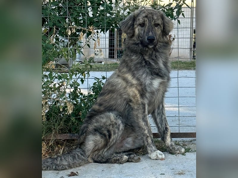 Pesto, geb. ca. 12/2021, lebt in GRIECHENLAND, im städt. Tierheim Serres