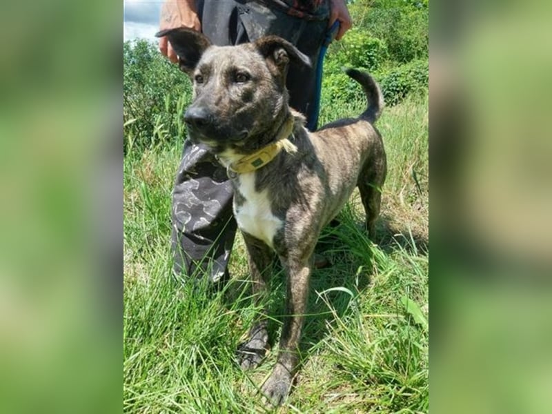 Farell, Holländischer Schäferhund Mischling