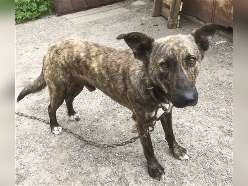 Farell, Holländischer Schäferhund Mischling