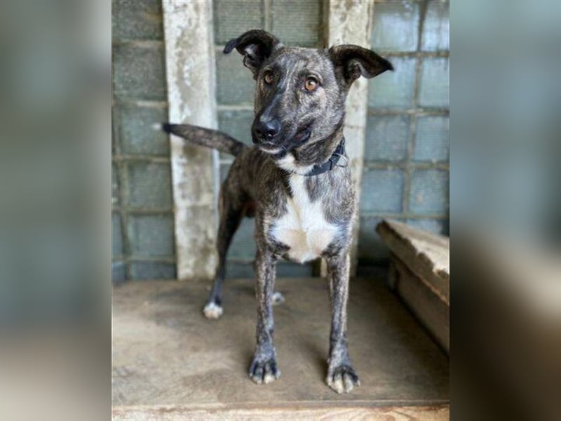 Farell, Holländischer Schäferhund Mischling