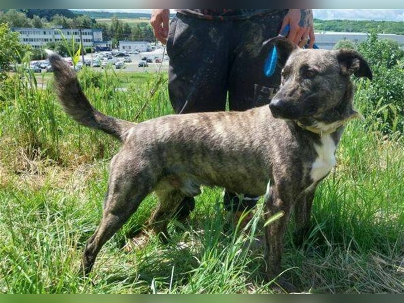 Farell, Holländischer Schäferhund Mischling