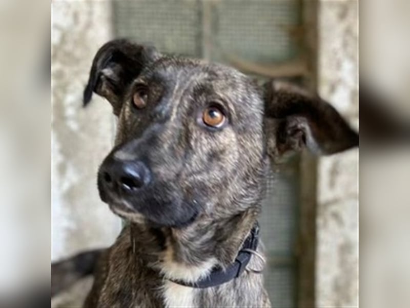 Farell, Holländischer Schäferhund Mischling