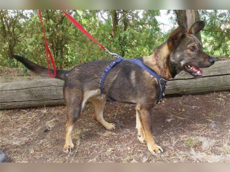 Albert 2, französische Bulldoggen Mix
