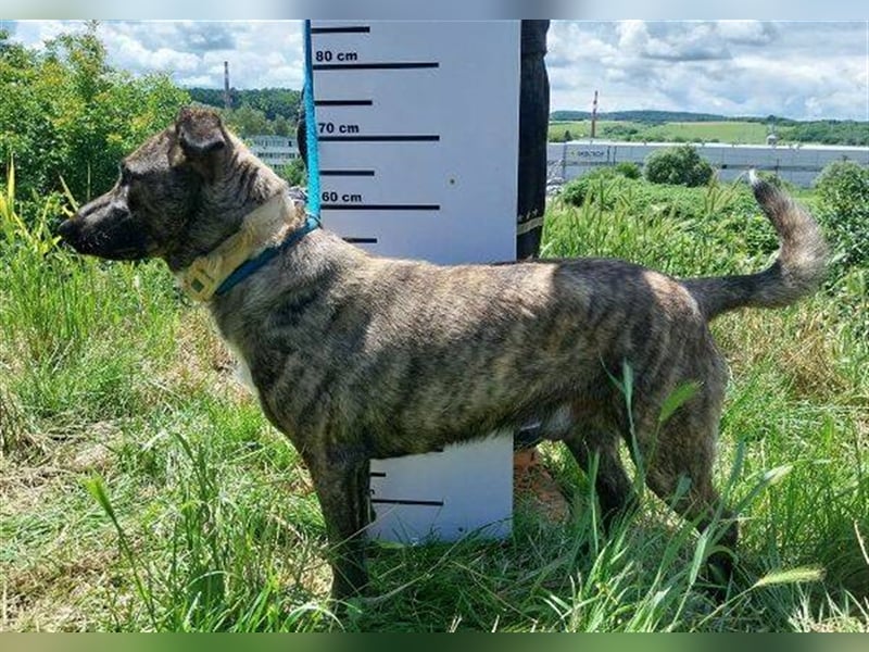 Farell, Holländischer Schäferhund Mischling