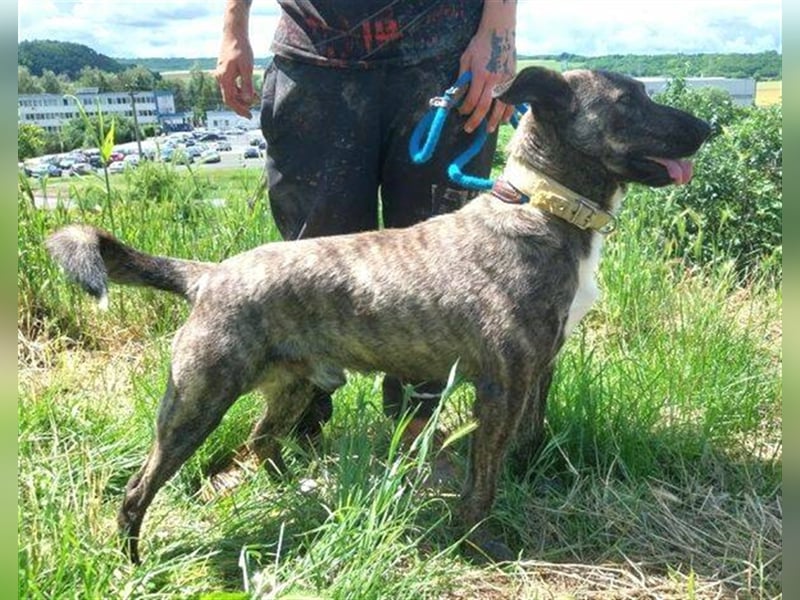 Farell, Holländischer Schäferhund Mischling