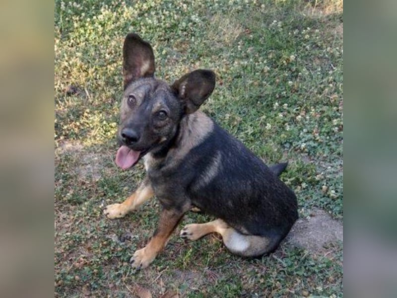 Albert 2, französische Bulldoggen Mix