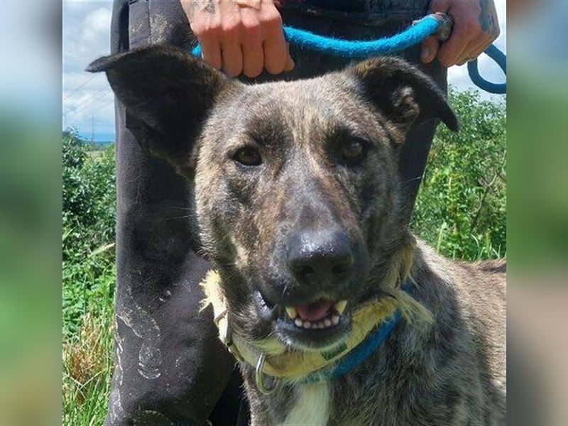 Farell, Holländischer Schäferhund Mischling