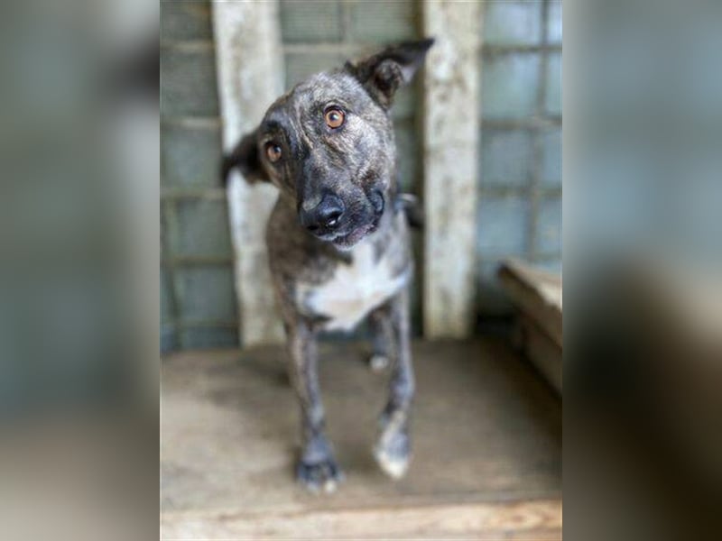 Farell, Holländischer Schäferhund Mischling