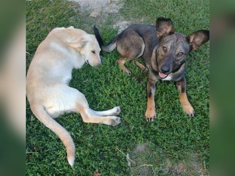 Albert 2, französische Bulldoggen Mix