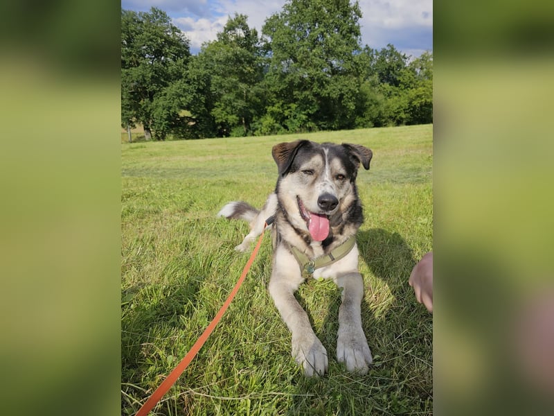 Cody - befindet sich in seiner Familie in 77974 Meißenheim