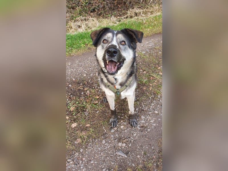 Cody - befindet sich in seiner Familie in 77974 Meißenheim