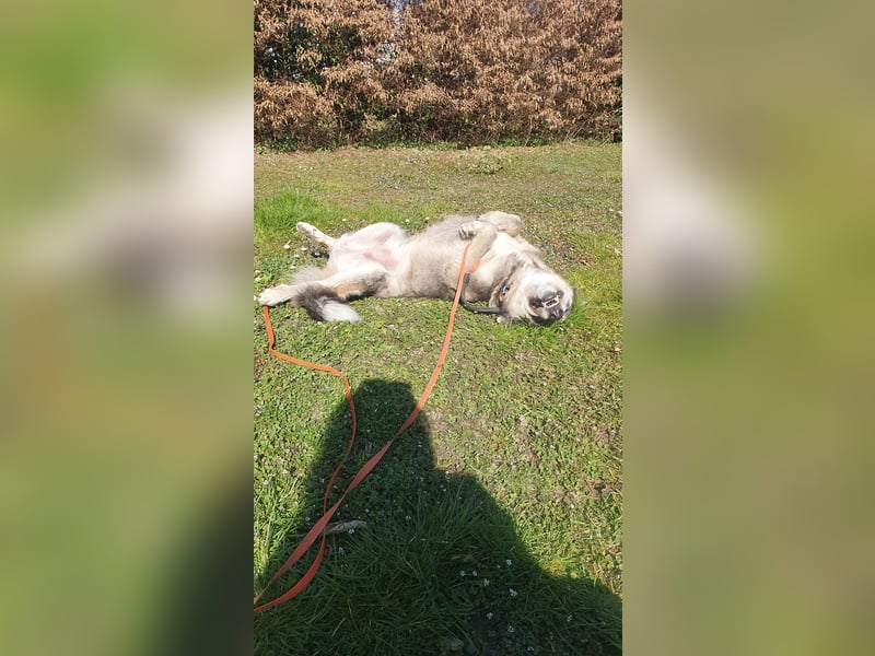 Cody - befindet sich in seiner Familie in 77974 Meißenheim