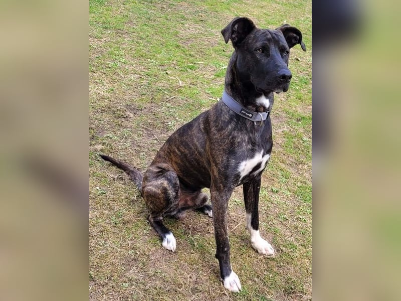 Sox sucht ein schönes Zuhause