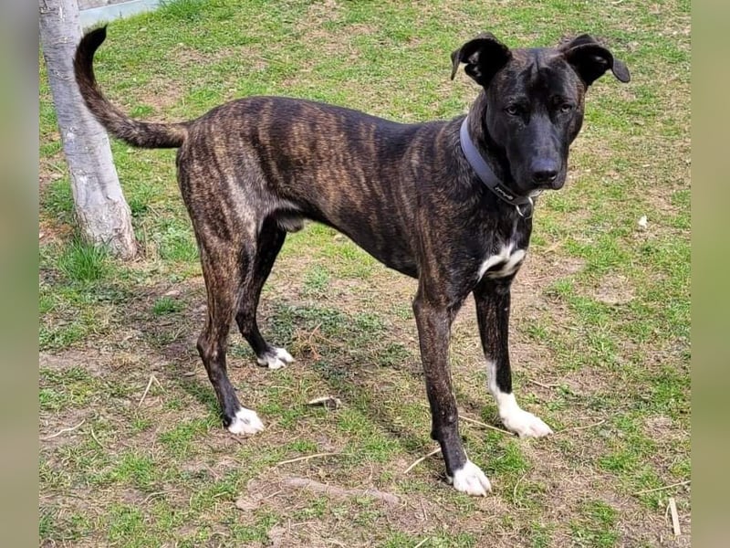 Sox sucht ein schönes Zuhause