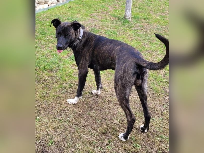 Sox wartet so lange auf seine 2. Chance