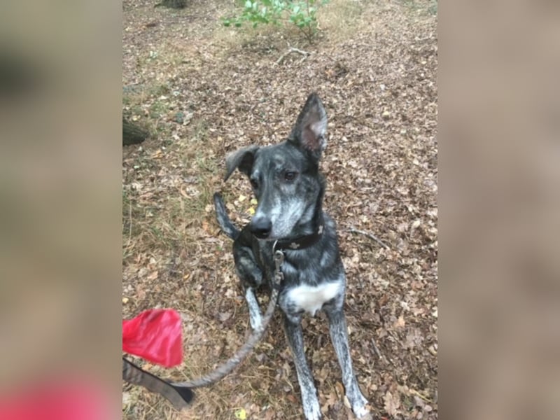 Lupo, 1,5 Jahre alt, toller junge Rüde sucht noch
