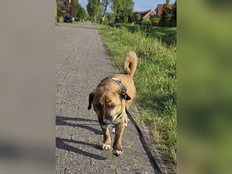 Freddy, Pflegestelle 26629 Großefehn