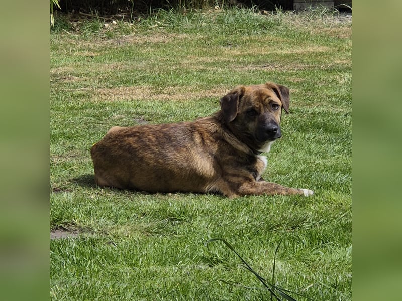 Freddy, Pflegestelle 26629 Großefehn