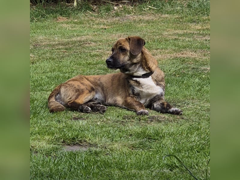 Freddy, Pflegestelle 26629 Großefehn