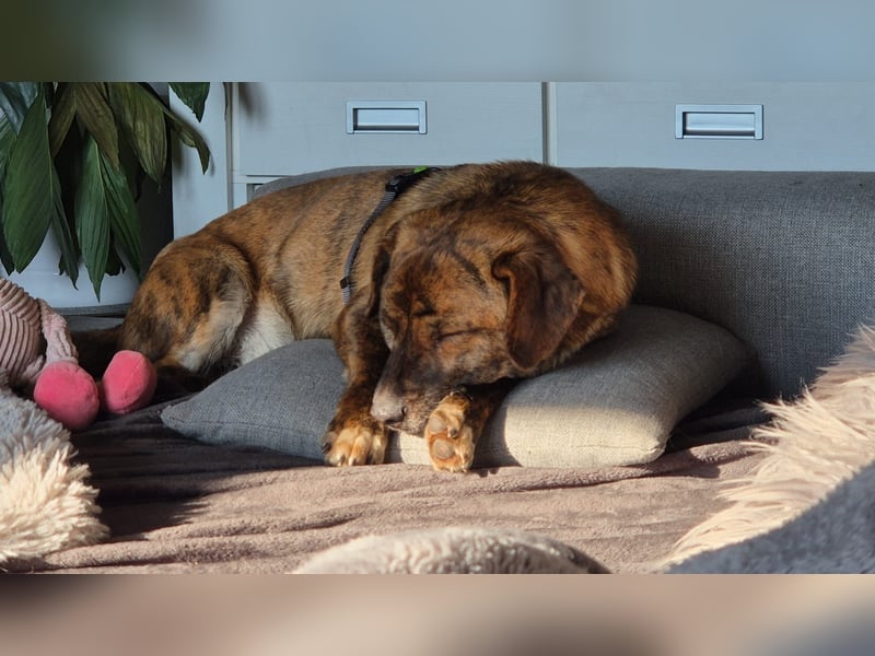Freddy, Pflegestelle 26629 Großefehn