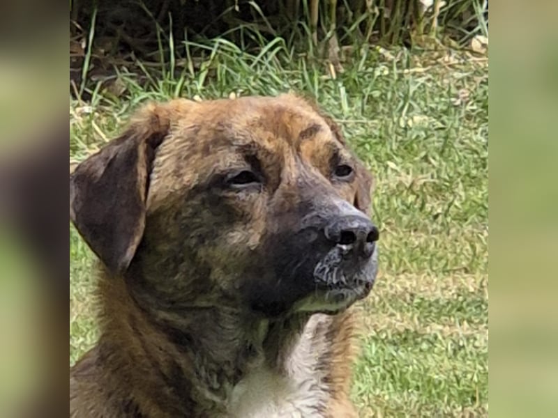 Freddy, Pflegestelle 26629 Großefehn