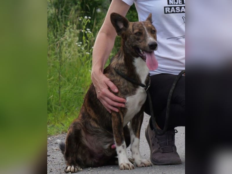 Apollo ❤️ aktiv, verspielt und so lieb!