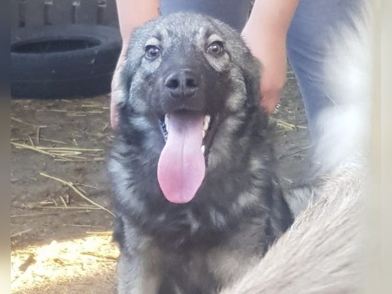 Zauberhafter Zorro: ein toller Rüde ❤️