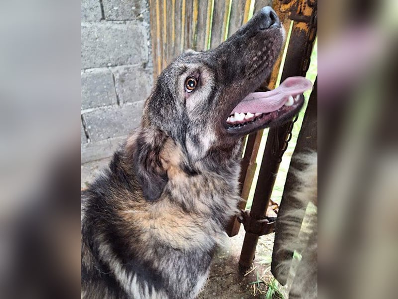 Zauberhafter Zorro: ein toller Rüde ❤️