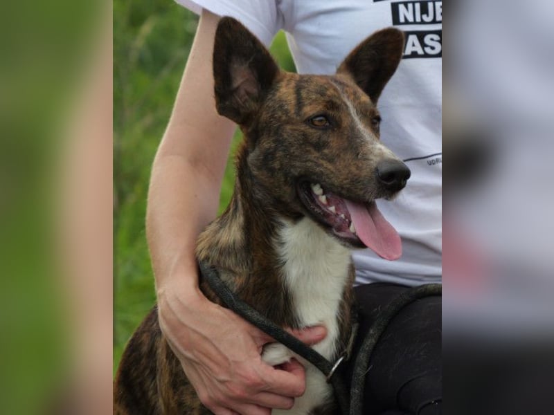 Apollo ❤️ aktiv, verspielt und so lieb!