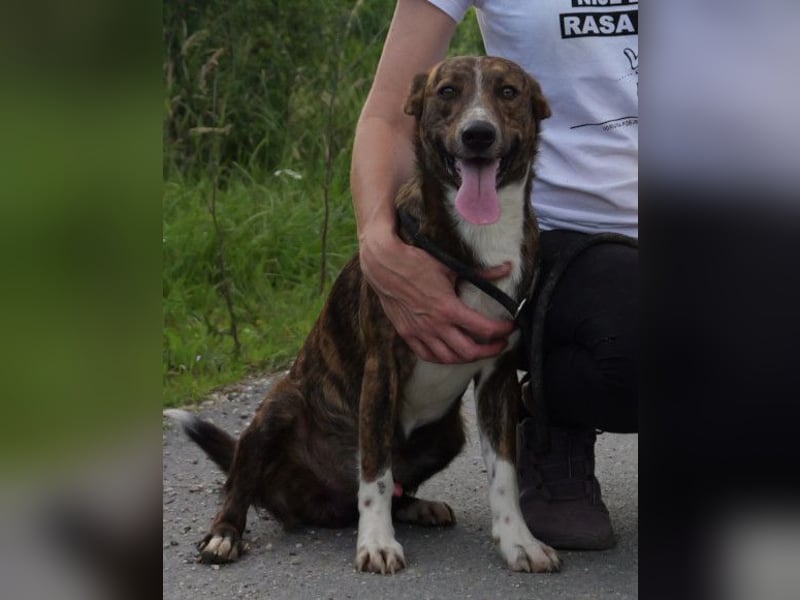 Apollo ❤️ aktiv, verspielt und so lieb!