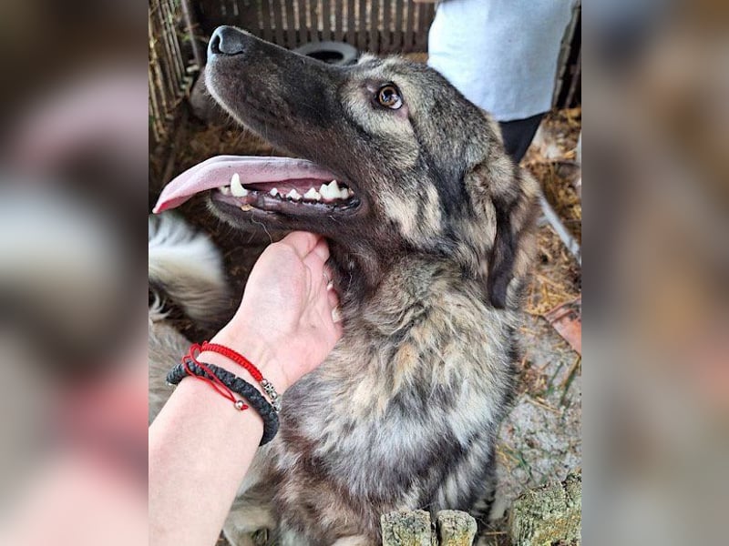 Zauberhafter Zorro: ein toller Rüde ❤️
